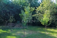 Őrbottyán Családi ház