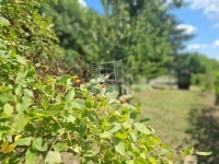 Cserszegtomaj Családi ház