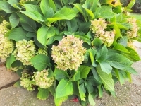 Zalaegerszeg Lakás (téglaépítésű)