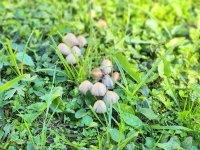 Babosdöbréte Családi ház