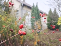 Gellénháza Családi ház