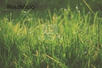 Székesfehérvár Telek