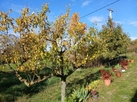 Óbudavár Családi ház