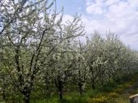 Kecskemét Mezőgazdasági terület