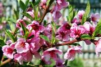 Kecskemét Mezőgazdasági terület